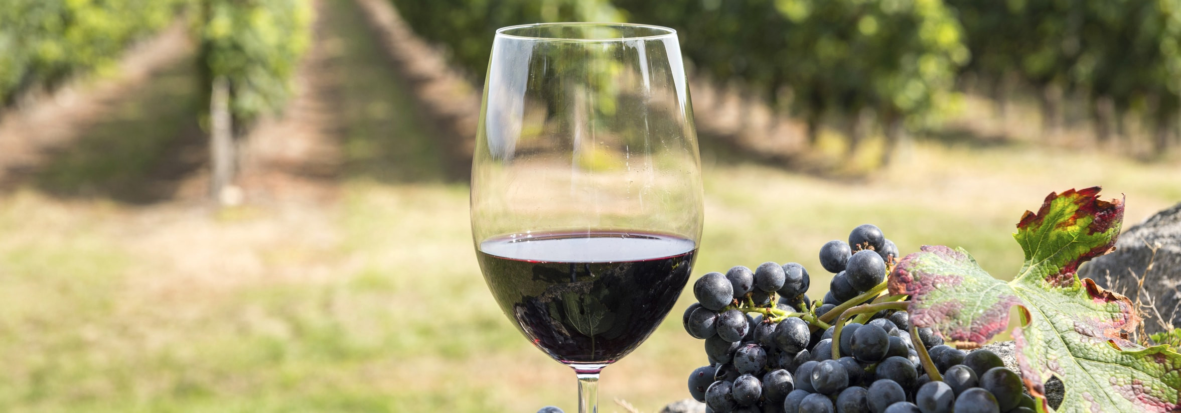 Saber vivir a la francesa: hablar francés alrededor de una copa de vino.