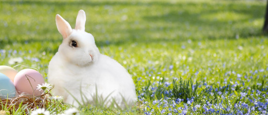 Algunas tradiciones insólitas de pascua